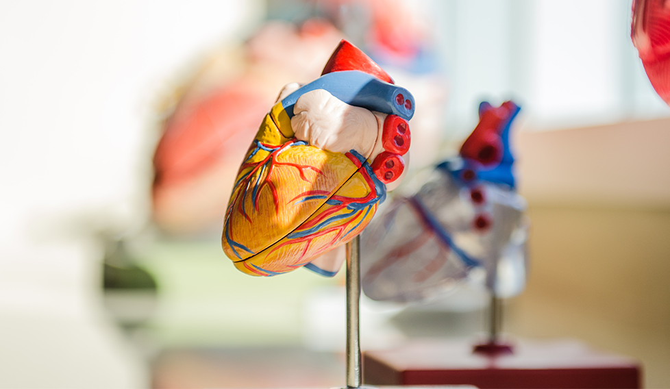 salut-cardiovascular-en-persones-que-han-superat-un-cancer